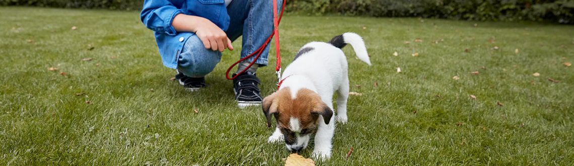 Hoe kies ik de juiste halsband en riem voor mijn puppy? Hoe kies ik de juiste halsband en riem voor mijn puppy?
